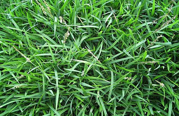 QLD turf varieties