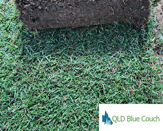 Turf Supplies And Varieties Sunshine Coast Turf Supplier 