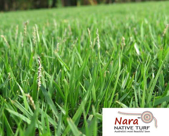 Nara Turf Sunshine coast