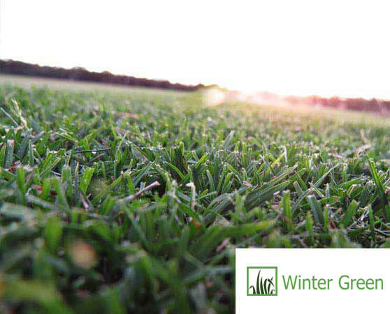 Wintergreen turf sunshine coast