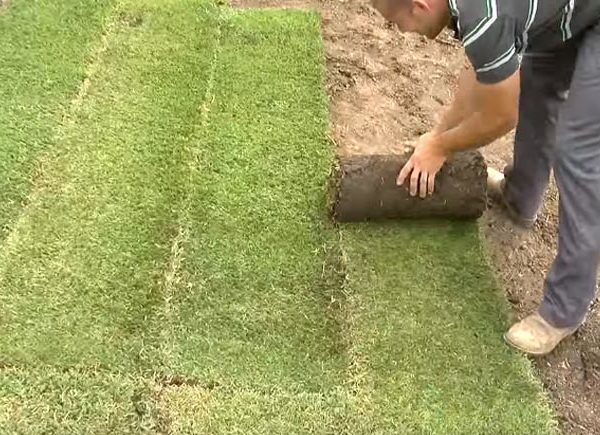 How To Lay Turf Properly
