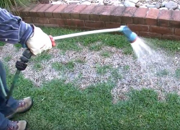 Lawn Grub And Disease Control