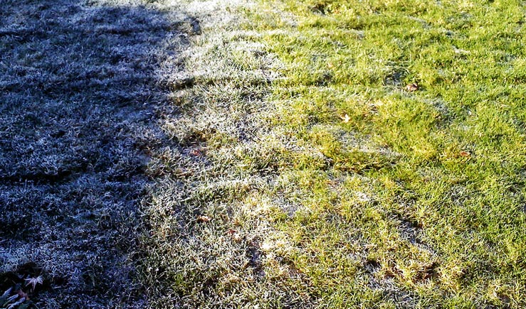 Fertilising lawns in winter