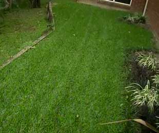 Turf for Shady Yards, Wet Feet and Low Maintenance